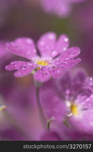 Moss phlox