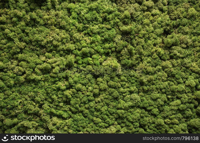 Moss texture. Moss background. Green moss on grunge texture, background nature. Moss texture. Moss background. Green moss on grunge texture, background