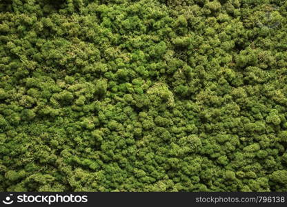 Moss texture. Moss background. Green moss on grunge texture, background nature. Moss texture. Moss background. Green moss on grunge texture, background