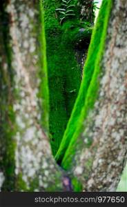Moss, tree island