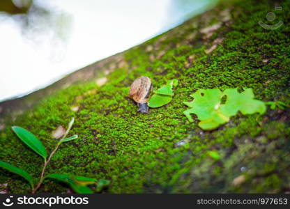 Moss with snails