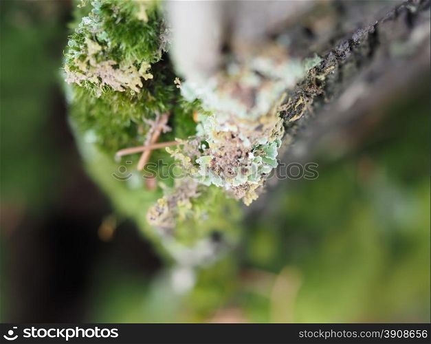 mosses and lichens on tree