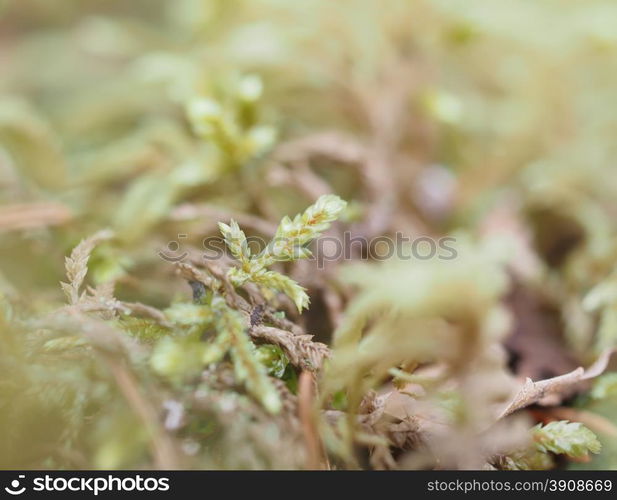 mosses and lichens on tree