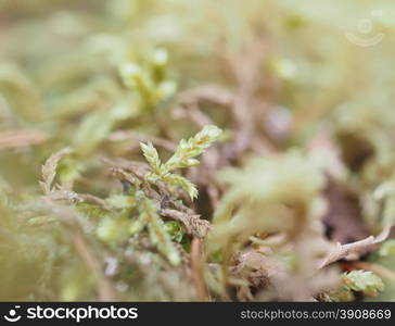 mosses and lichens on tree