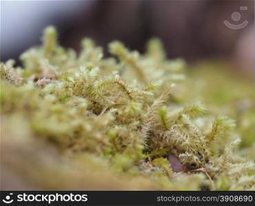 mosses and lichens on tree