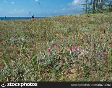 Mosses and pine of Sandy shore of Lake Baikal,Turka village