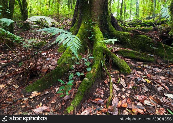 Mossy roots of giant tree and fern growing in deep mossy tropical rain forest. Nature background