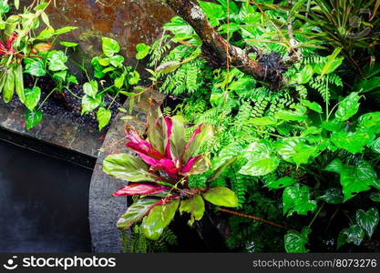 Mossy wet wall and tropical plants at rainy season. Tropical nature background