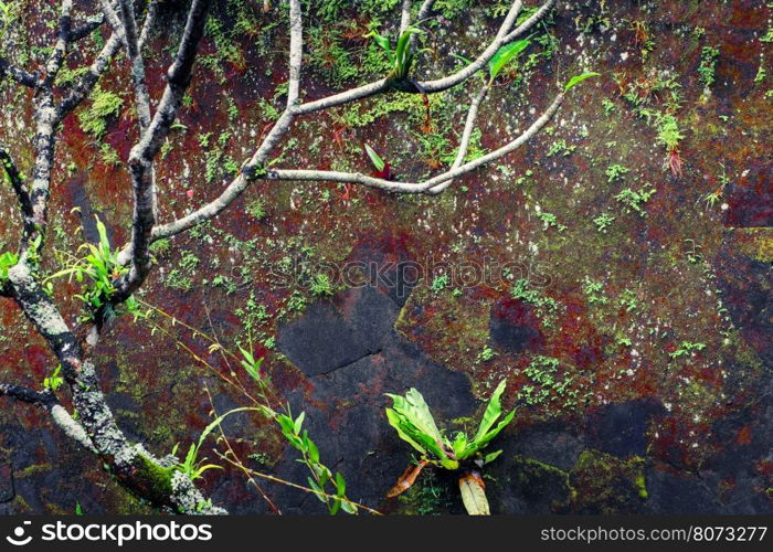 Mossy wet wall and tropical plants at rainy season. Tropical nature background
