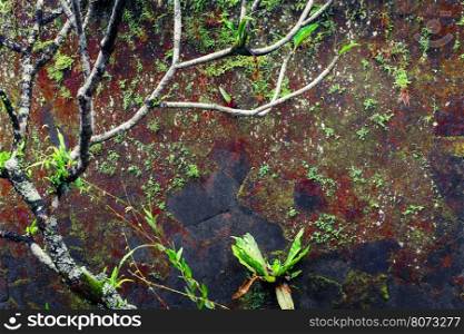Mossy wet wall and tropical plants at rainy season. Tropical nature background