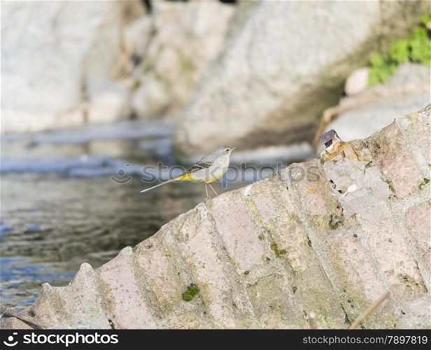 Motacilla cinerea, Grey wagtail looking for food