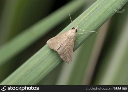 Moth, Herminia tarsicrinalis, Satara, Maharashtra, India