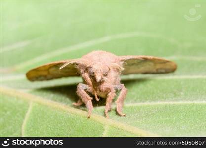 Moth on the leaf