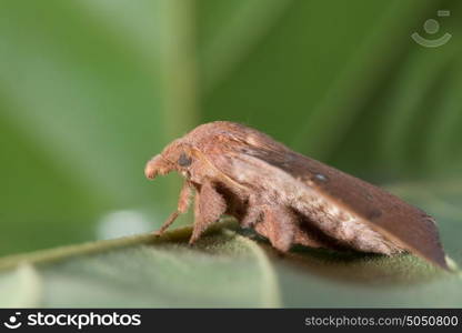 Moth on the leaf