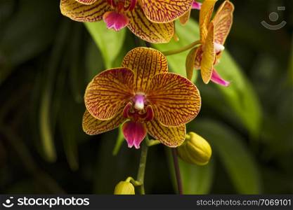 Moth orchid, Phalaenopsis amabilis