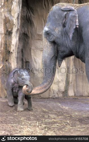 Mother and Baby Elephant Linking Trunks
