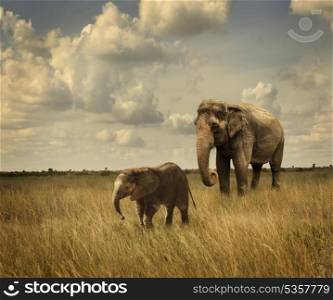 Mother And Baby Elephants Walking