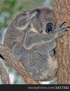 mother and baby koala in a tree