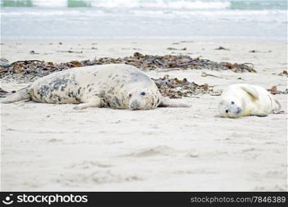Mother and baby seal on the beach