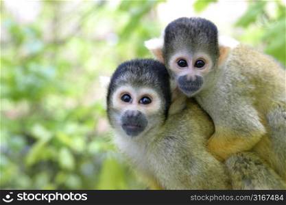 Mother and baby squirrelmonkey (saimiri boliviensis)
