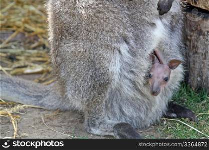 mother and baby wallaby