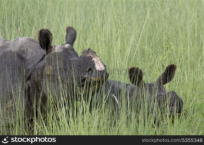 Mother and calf rhino hidden in grass