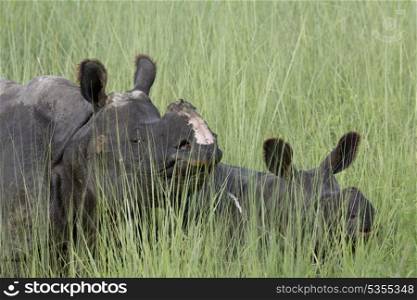 Mother and calf rhino hidden in grass