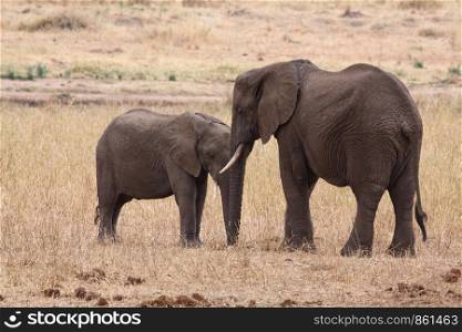 Mother and child of elephants nest together trunk