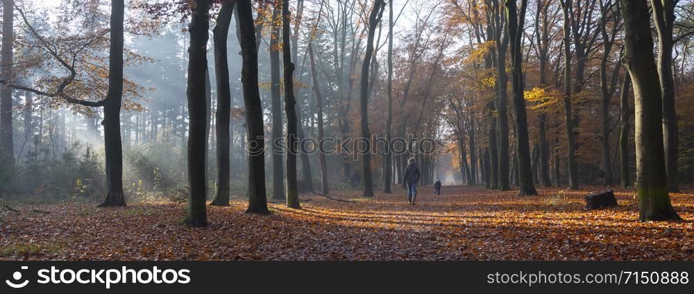 mother and child walk in autumnal forest near utrecht and zeist in holland