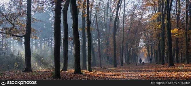 mother and child walk the dog in autumnal forest near utrecht and zeist in holland