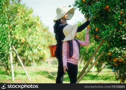 Mother and Daughter farmer picking carefully ripe woman picking ripe orange in orchard