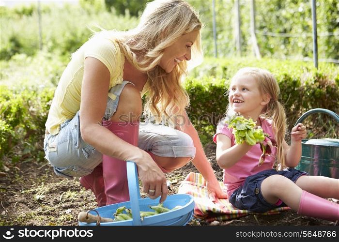 Mother And Daughter Harvesting Radish On Allotment