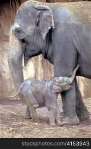 Mother and Newborn Baby Elephant Embracing