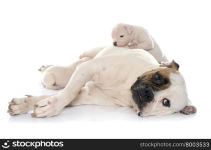 mother and puppies american bulldog in front of white background