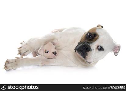 mother and puppies american bulldog in front of white background