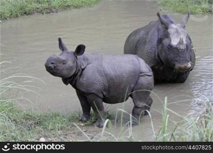 Mother and rhino calf, chitwan