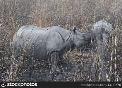 Mother and sub adult calf in burnt grassland