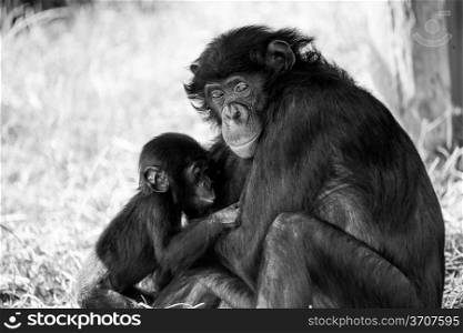 Mother & Baby Chimp