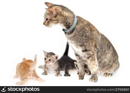 Mother cat and kittens on white background