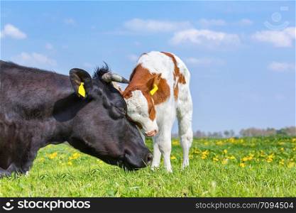 Mother cow and newborn calf hug each other in green dutch pasture