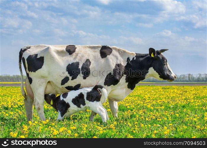 Mother cow and newborn drinking calf in european pasture with blooming dandelions
