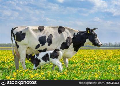 Mother cow and newborn drinking calf in european pasture with blooming dandelions