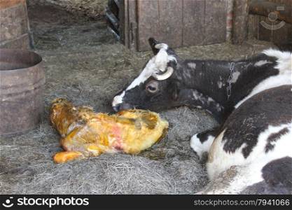 mother cow looking after its just newborn calf. mother cow carefully looking after its just newborn calf