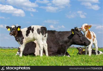 Mother cow with group of newborn calves in green dutch meadow