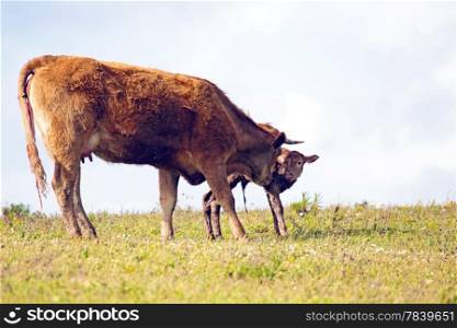 Mother cow with newborn baby calf in the countryside