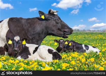 Mother cow with newborn calves lying in dutch pasture with yellow dandelions