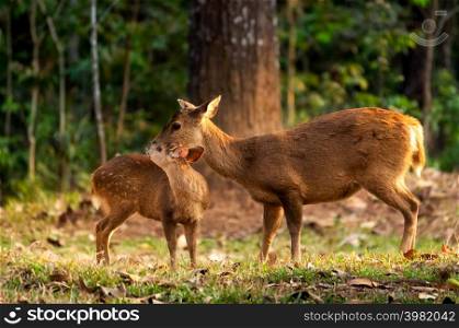 Mother deer is cleaning the fur for deer children. Thung Kramang, Chaiyaphum.. Mother deer.