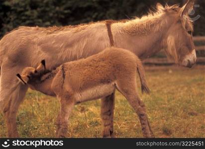 Mother Donkey Feeding a Baby Donkey