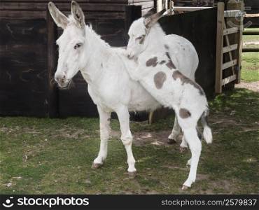 Mother donkey with 3 week old foal