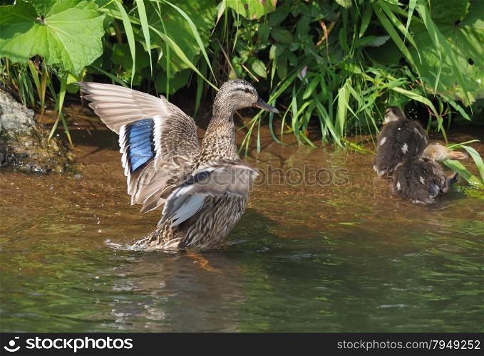 mother duck with chicks